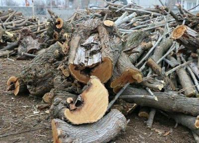 سالانه 20 تا 30 هزار مترمکعب درختان باغی قطع می گردد