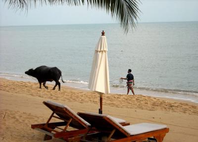 جنگ بوفالوها در کو ساموئی