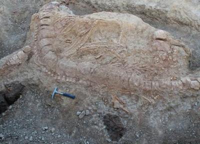 تور دهلی: فسیلی متعلق به اژدهای دریا در هند کشف شد