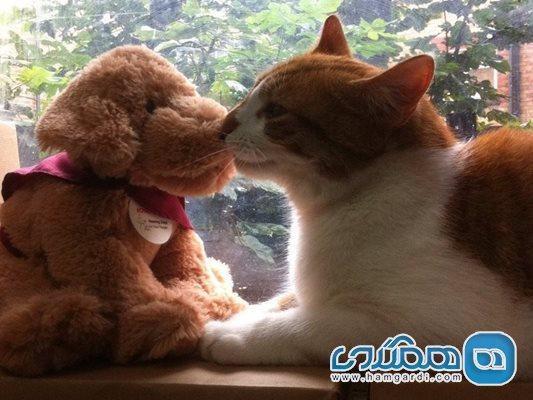 قشنگ ترین کافه گربه های جهان، محبت به جهانی شاد حیوانات