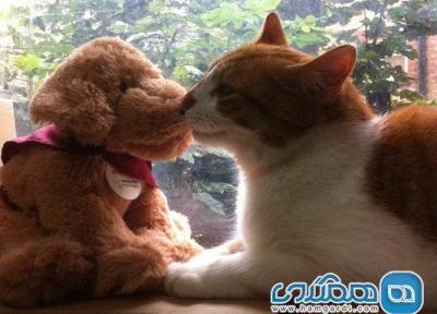 قشنگ ترین کافه گربه های جهان، محبت به جهانی شاد حیوانات