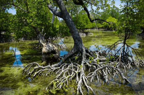 جنگل های حرا قشم ، جنگل شناور ایران Avicennia marina