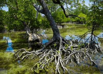 جنگل های حرا قشم ، جنگل شناور ایران Avicennia marina